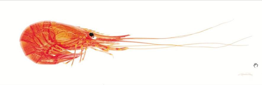 Sea life Shrimp